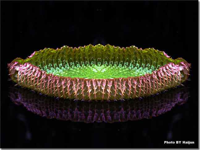 圆明园观赏亚马逊王莲