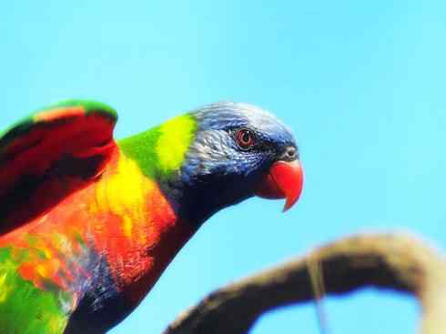 猎奇:奇特的鸟喙之四 猎奇:奇特的鸟喙之四