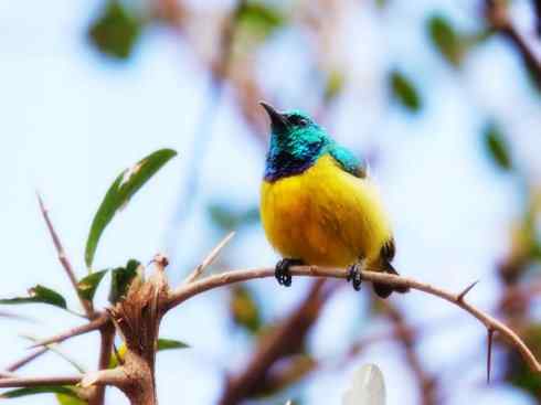 美丽无罪：雀鸟之太阳鸟