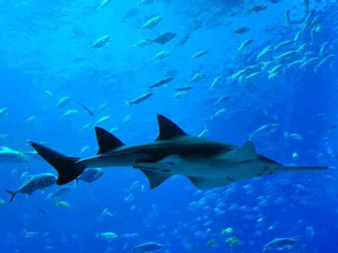 鱼类活化石：锯鳐