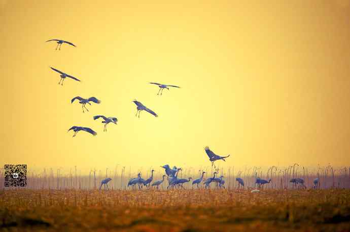 野鸭湖黄昏鸟影