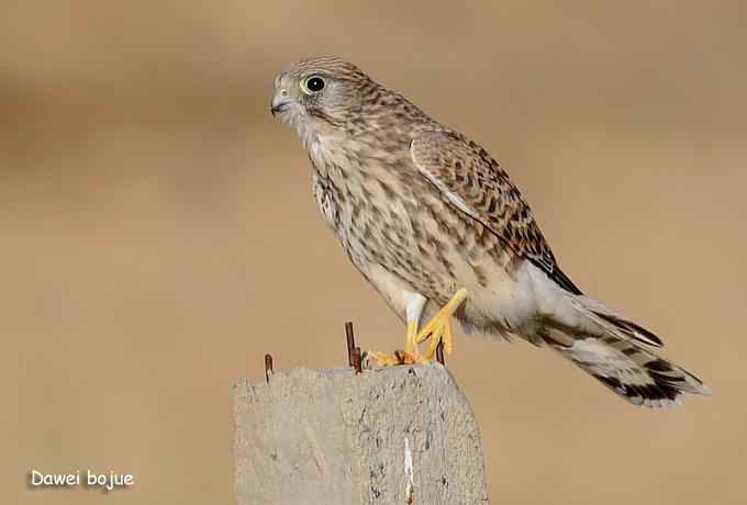 草原的几只猛禽