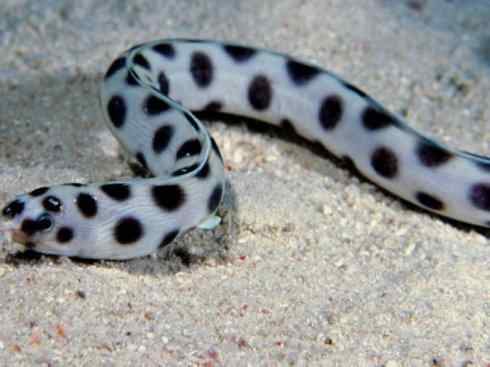 龙:传说的兽原型探秘(鲤鱼) 龙:传说的兽原型探秘(鲤鱼)