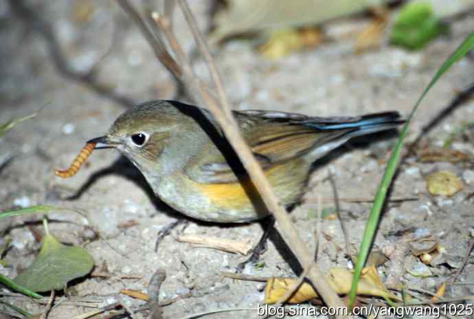 野生鸟（红肋蓝尾鸲）2