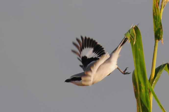 阿穆尔隼：野鸭湖黎明观猛*