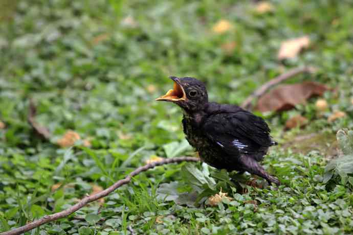 217.小可怜--乌鸫雏鸟