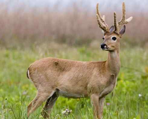 麒麟：传说的兽原型探秘（驼鹿）