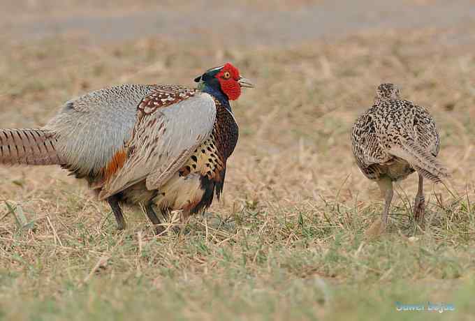 雄风大雉争欢斗勇