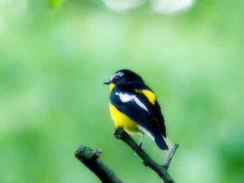 美丽无罪：雀鸟之姬鹟