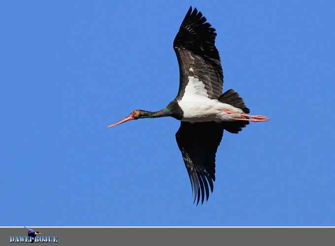 蓝天鹳影 蓝天鹳影