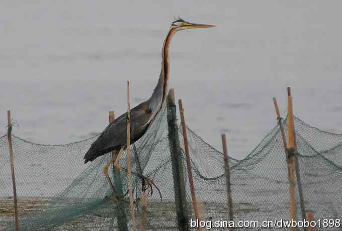 乌梁素海之草鹭鈥斺斈诿晒勰裥校ǘ）
