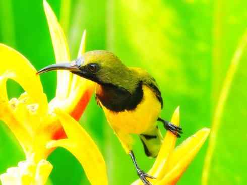 美丽无罪：雀鸟之太阳鸟