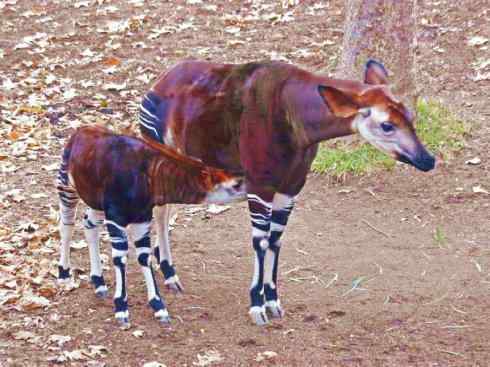 独角兽：传说的兽原型探秘（霍加狓）