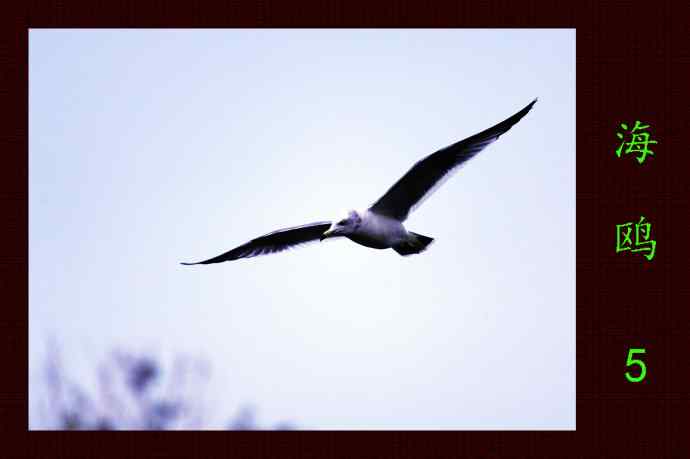 北京动物园的鸟类——海鸥(5)