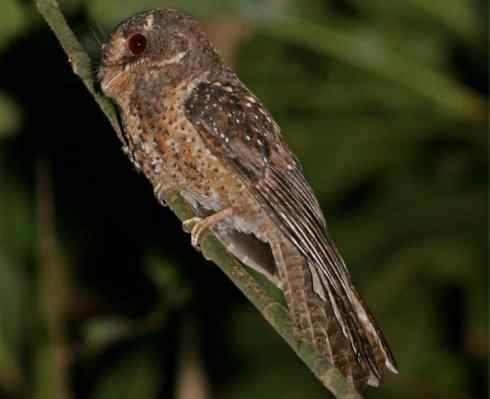 猎奇：奇特的鸟喙之十