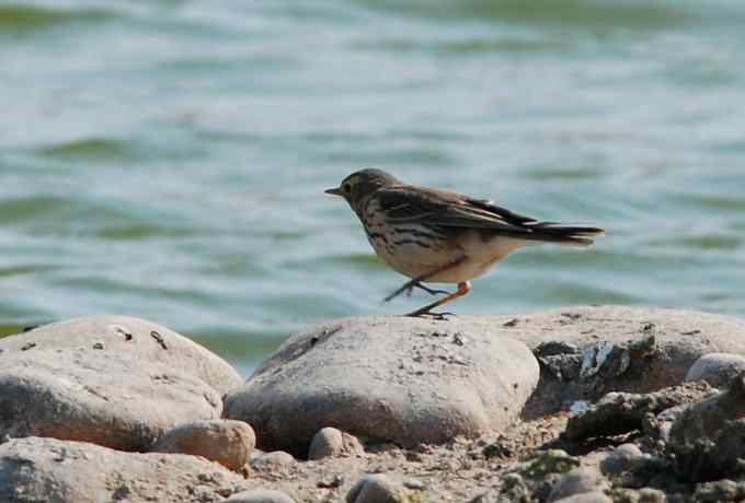 小白鹭现身京西永定河湿地
