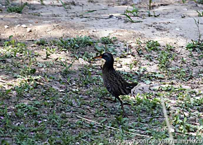 芦苇丛中的秧鸡 wbr2