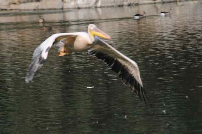 再拍大鹈鹕 wbr wbr4 再拍大鹈鹕 wbr wbr4