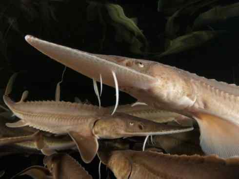 鱼类活化石:中华鲟 鱼类活化石:中华鲟