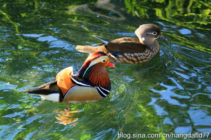 美国鸟类摄影——鸳鸯戏水（5）