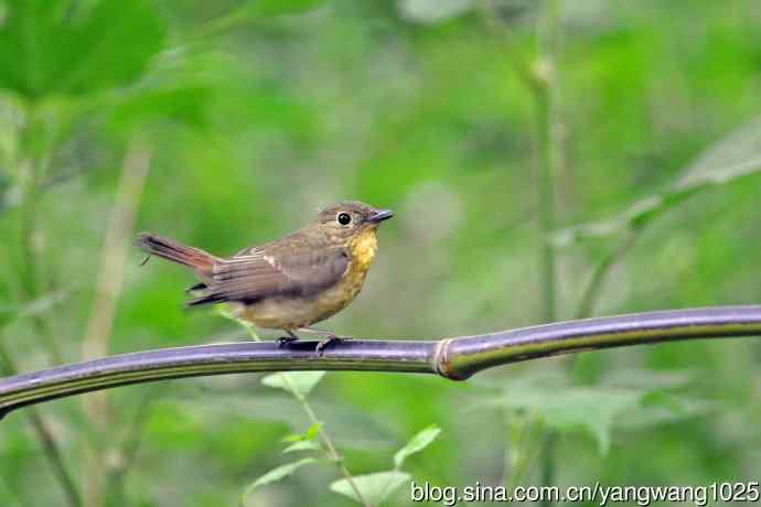 雌性绿背姬鶲（13）