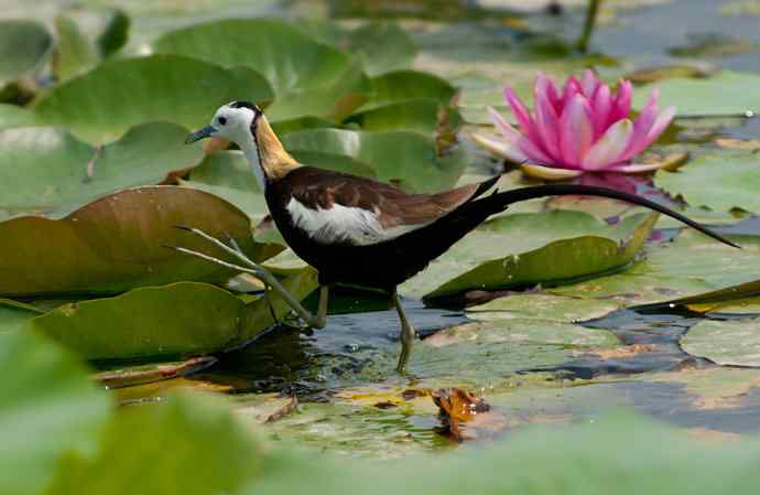 水雉:凌波一跃百媚生*