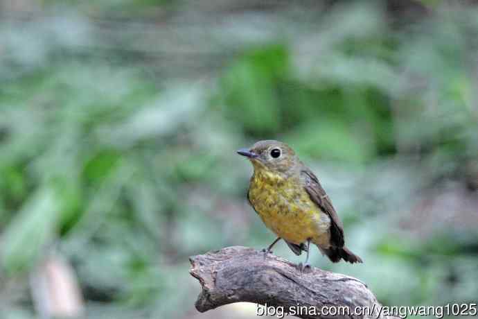 雌性绿背姬鶲（15）