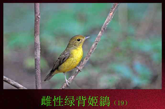 北京天坛公园的鸟类——雌性绿背姬鶲（19）