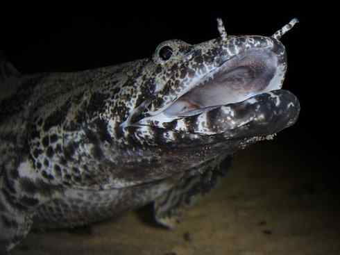 鱼类活化石:多鳍鱼 鱼类活化石:多鳍鱼