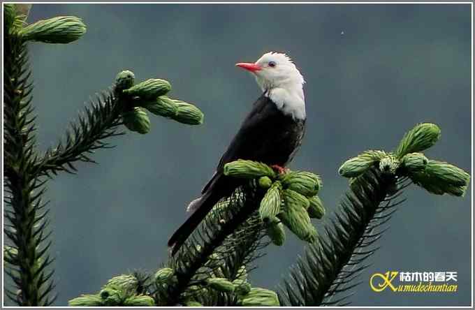 瓦屋山拍鸟（瓦屋山系列三）【照片】