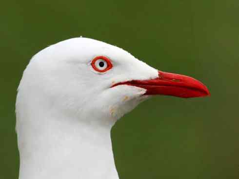 奇特的盔：白鞘嘴鸥