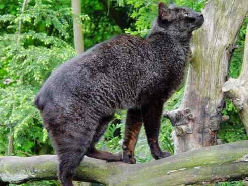 白虎：传说的兽原型探秘（美洲虎）