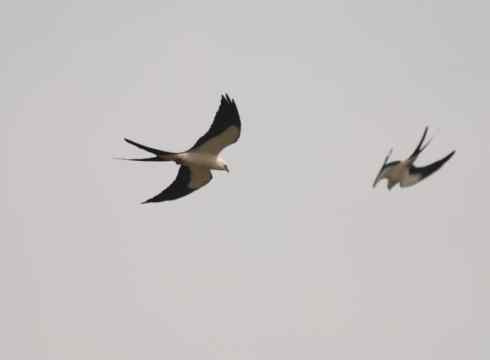 白头鸟系列：另类的美丽（燕尾鸢）