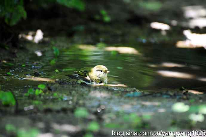 爽(洗浴的黄眉柳莺)3 爽(洗浴的黄眉柳莺)3