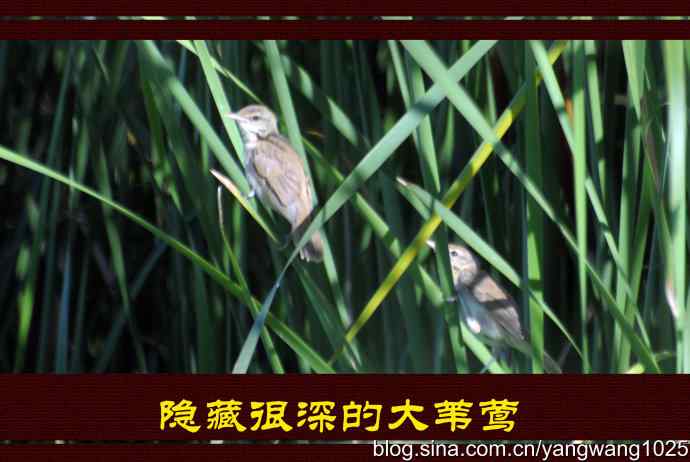 北京洼里南口的鸟类——隐藏很深的大苇莺