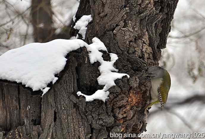 灰头绿啄木鸟（雌性）