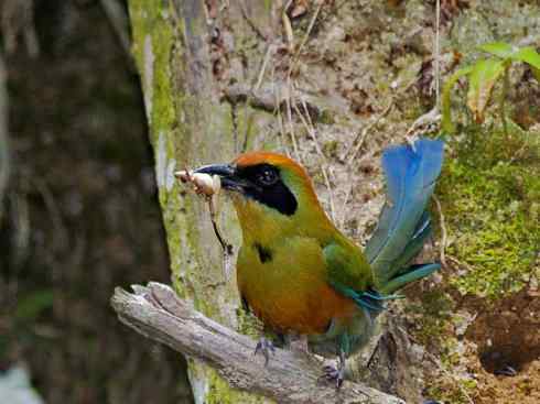 绝色攀禽:佛法僧目之翠鴗2 绝色攀禽:佛法僧目之翠鴗2