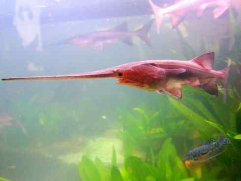 鱼类活化石：匙吻鲟科