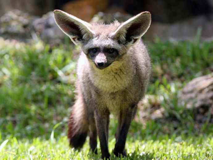 犬科：狐亚科之大耳狐