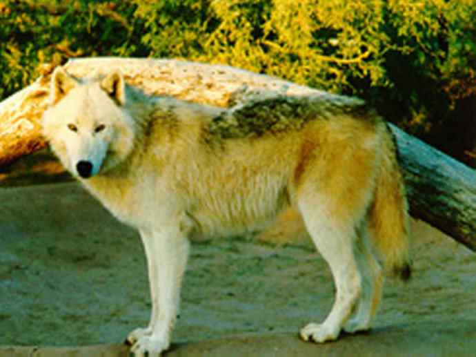 犬科：犬亚科犬属之澳洲野犬、歌唱犬、家犬