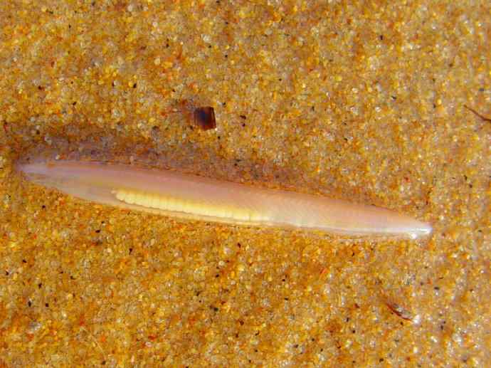 鱼类活化石：盲鳗