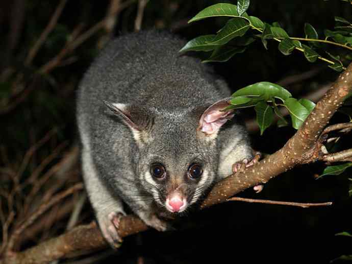 犬科：狐亚科灰狐属之灰狐、岛屿灰狐