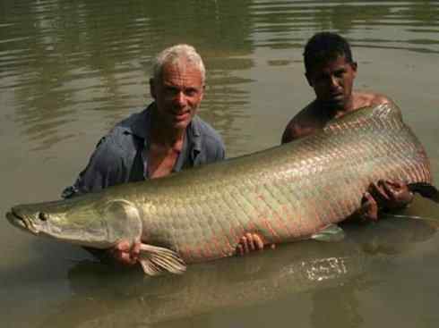 鱼类活化石:鳄雀鳝 鱼类活化石:鳄雀鳝