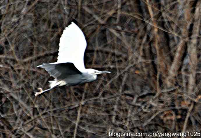 又见白鹭飞 wbr wbr1