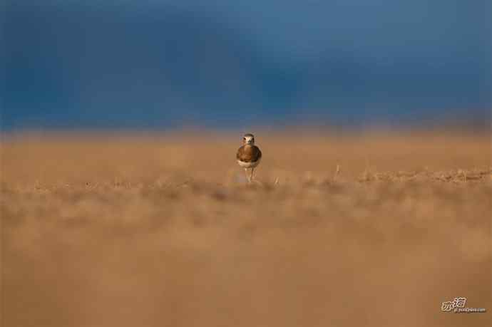 野鸭湖的东方鸻