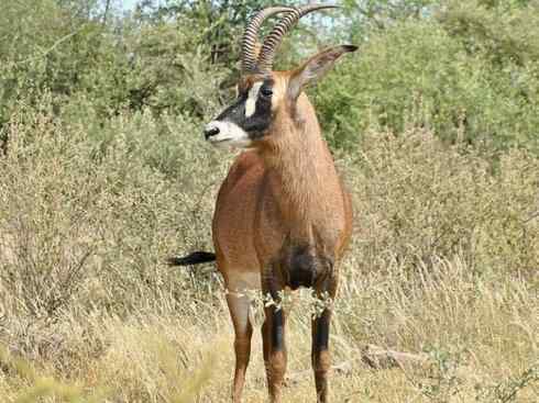 麒麟：传说的兽原型探秘（马羚）