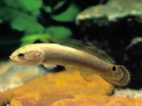 鱼类活化石:弓鳍鱼
