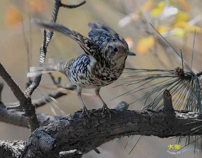 二鸫献寿：虎斑地鸫和宝兴歌鸫