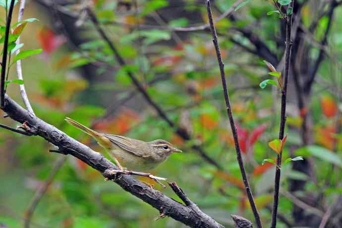 巨嘴柳莺(9) 巨嘴柳莺(9)