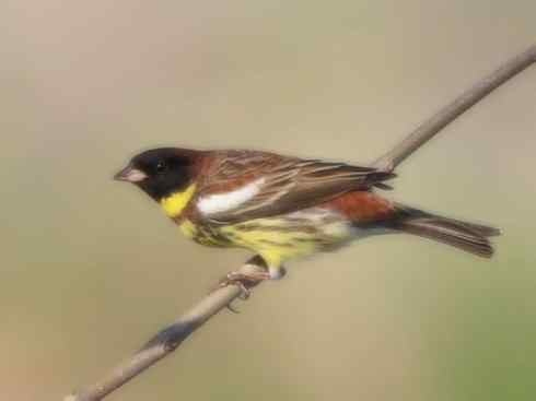 家禽驯化之源之十八 家禽驯化之源之十八